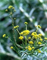 fleur_de_guede_1.jpg (17431 octets)